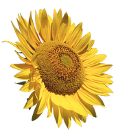 a cheerful sunflower